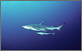CS Reef White Tip Shark With Remora
