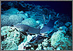 CS Sharks Attack Bait Tied To Corals