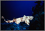 CS Wobbegong Shark