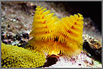 Yellow Serpulid Worm