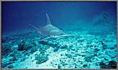 Giant Hammerhead Shark Charges