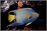 Queen Angelfish Under Ledge