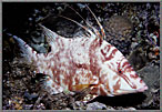 Roosterfish In Nocturnal Colors