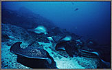 Schooling Rays