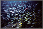 Dense Shoals of Fish!