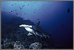 Hammerhead with Wall in Background