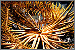 Clingfish In Host Crinoid