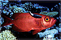 Fiji - Cleaner wrasse treats a bigeye