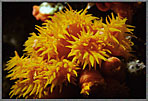 Colonial Cup Corals