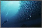 Diver With Huge School Of Barracuda