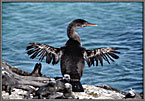 Flightless Comorand With Marine Iguanas