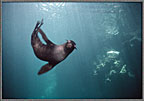 Fur Sea Lion