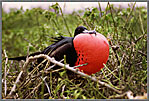 Gal Male Frigate Bird With Gular Pouch