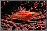 Gal Tartan Hawkfish