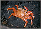 Sally Lightfoot Crab