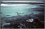 Sea Lions In Bay Island In Rear