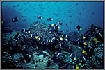 Swarm Of WhiteS triped Angelfish