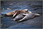 Three Sleepy Sea Lions