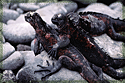 Three Marine Iguanas cuddle