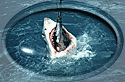 Great White attacks bait!