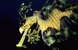 Portrait of a Sea Dragon