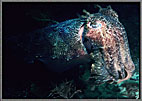 Cuttlefish For Company