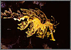LSD Sea Dragon Sweeps Past