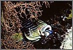 Cleaner Wrasse In Mouth Of Snapper