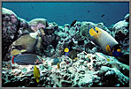 FishHaveFeedingFrenziesToo