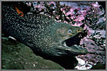 Green Moray Threatening