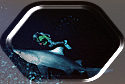 Raggie Tooth Tiger Shark