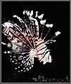 Lionfish Pterois Fins Flared