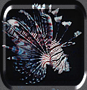 Our beautiful Lion Fish!
