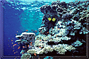 Red Sea Shallow reef crest in sunshine