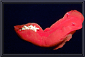 Red Sea Spanish Dancer Nudibranch