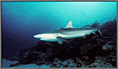 Gray Shark Swoops In