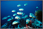 School Of Symphorichthys