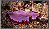WS Flatworm On Sand 2