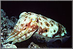 Cuttlefish