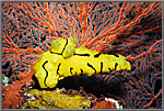 Yellow Nudibranch and orange Gorgonian.